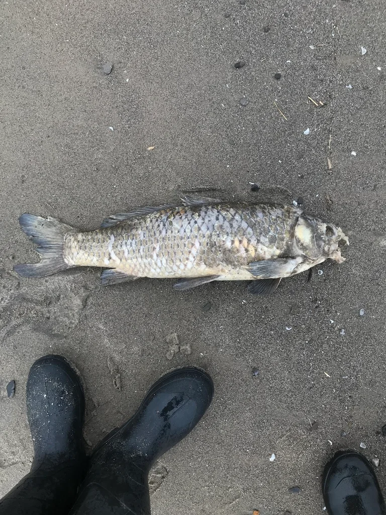 Carp — Big Otter Creek, Apr 29, 2019