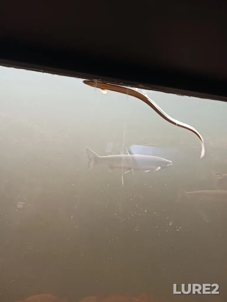 European eel — Exploits River, Sep 07, 2024, 4:32 PM