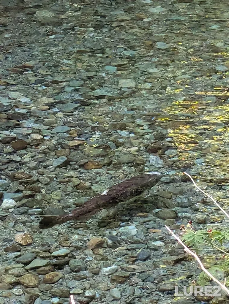 Chum salmon — Harrison River, Sep 06, 2024, 3:23 PM