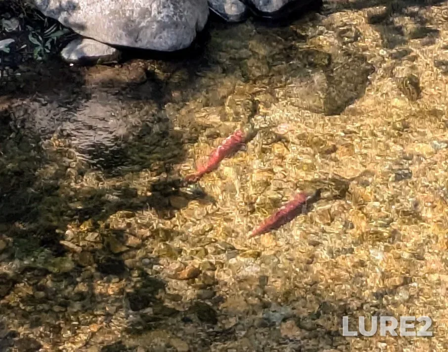 Sockeye salmon — Okanagan Lake, Sep 07, 2024, 11:21 AM