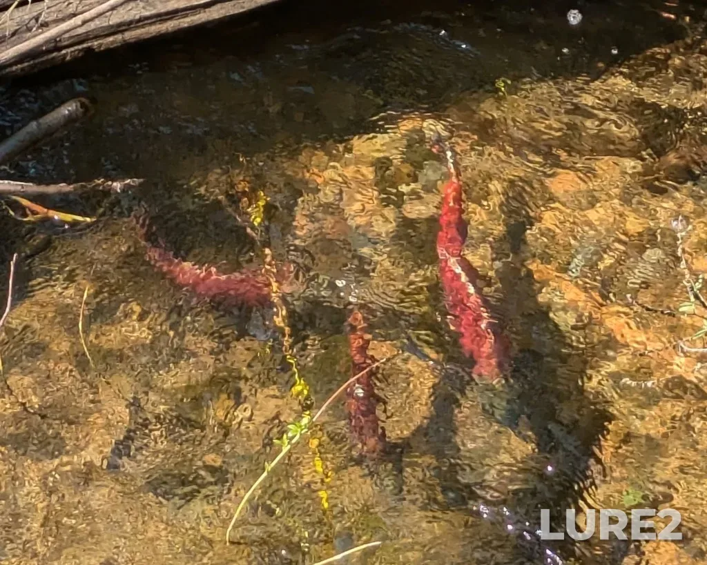 Sockeye salmon — Okanagan Lake, Sep 07, 2024, 11:30 AM