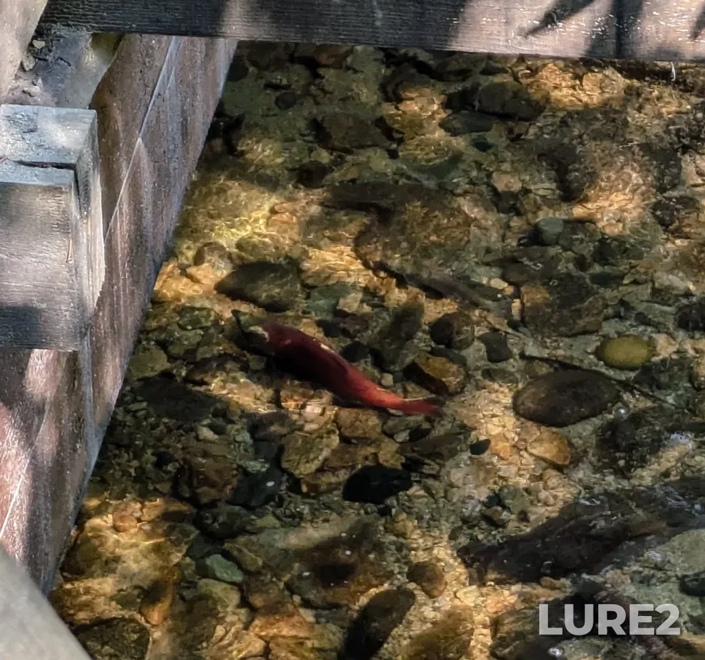 Sockeye salmon — Okanagan Lake, Sep 07, 2024, 11:36 AM