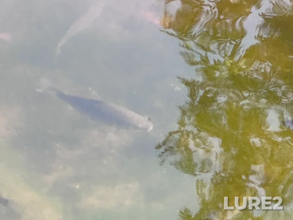 Crucian carp — Morskoy kanal, Sep 08, 2024, 2:39 PM