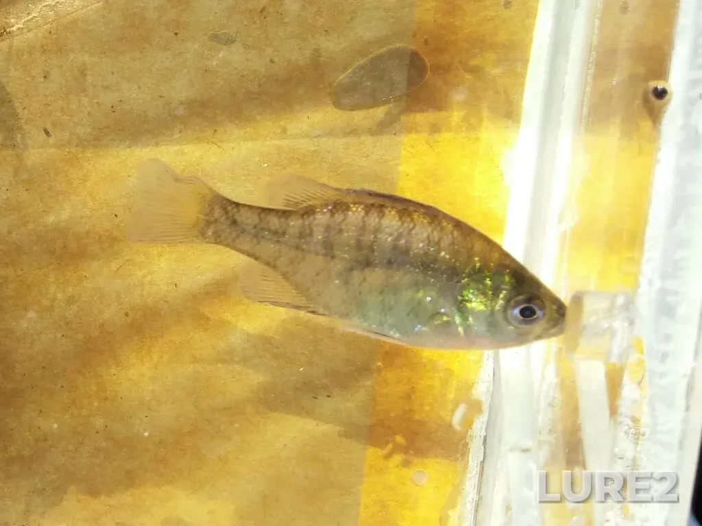 Bluegill — Brewer Pond, Sep 10, 2024, 3:31 PM