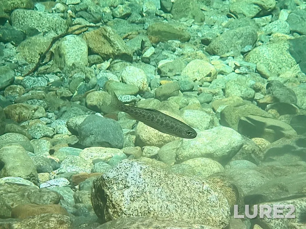 Rainbow trout — Indian River, Aug 30, 2024, 2:48 PM
