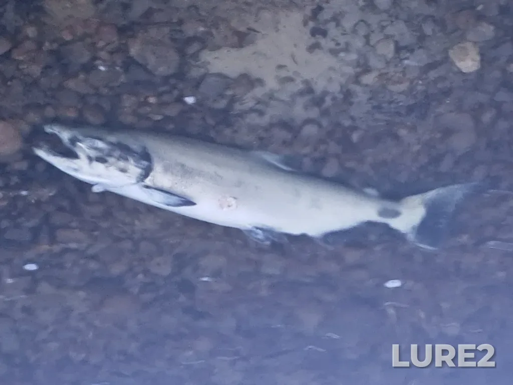 Chinook salmon — River aux Sables, Sep 13, 2024, 8:03 PM