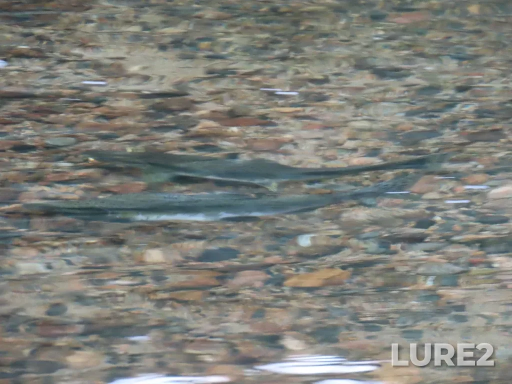 Pink salmon — River aux Sables, Sep 15, 2024, 7:32 AM