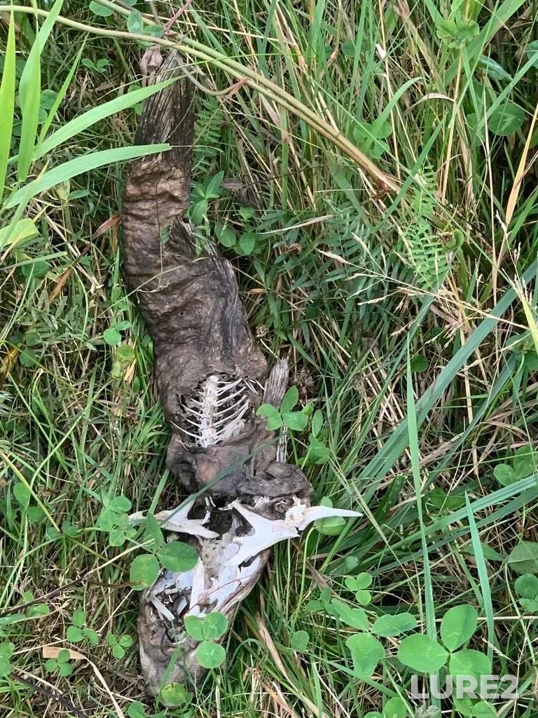 Channel catfish — Rivière Montmorency, Sep 15, 2024, 5:15 PM