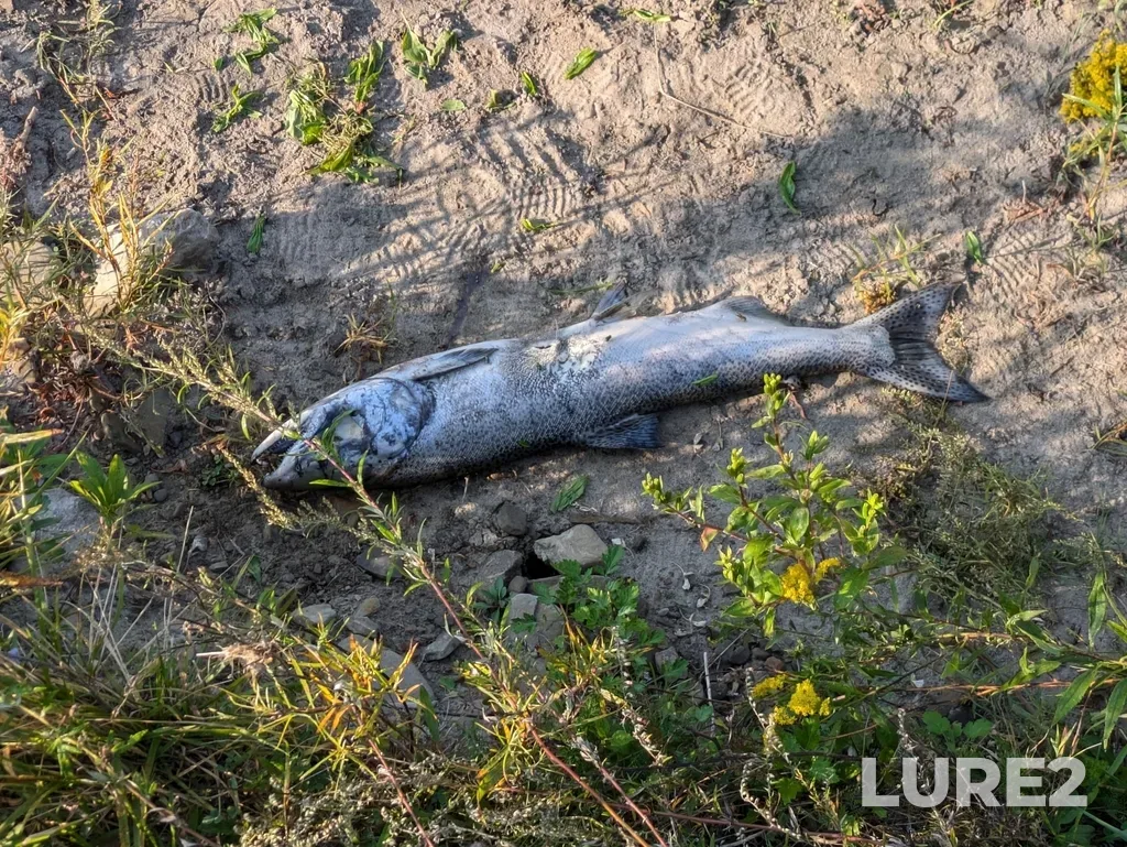 Chinook salmon — Humber River, Sep 16, 2024, 9:05 AM