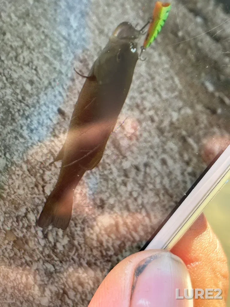 Smallmouth bass — Thames River, Sep 16, 2024, 12:45 PM