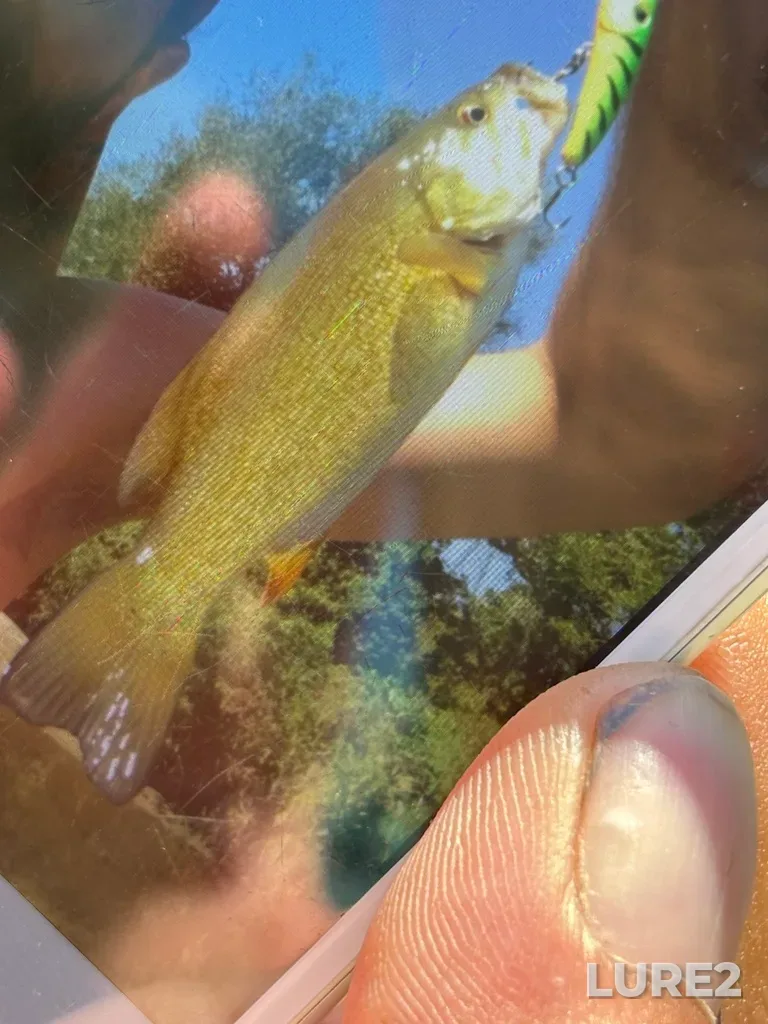 Smallmouth bass — Thames River, Sep 16, 2024, 12:44 PM