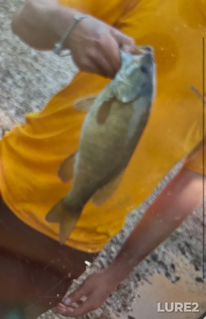 Smallmouth bass — Thames River, Sep 16, 2024, 12:44 PM