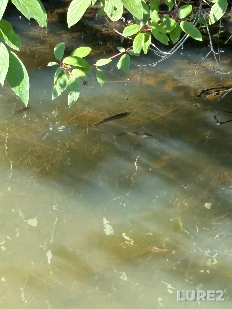 Largemouth bass — Thames River, Sep 16, 2024, 12:41 PM