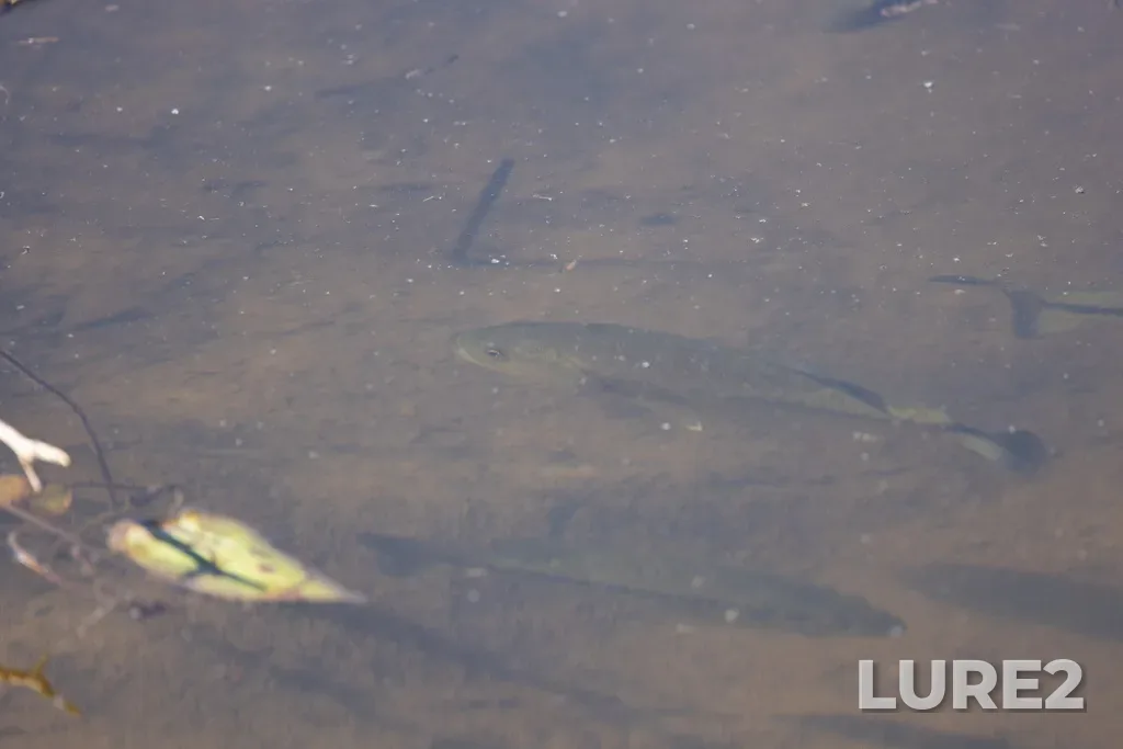 Largemouth bass — Lake Erie, Sep 10, 2024