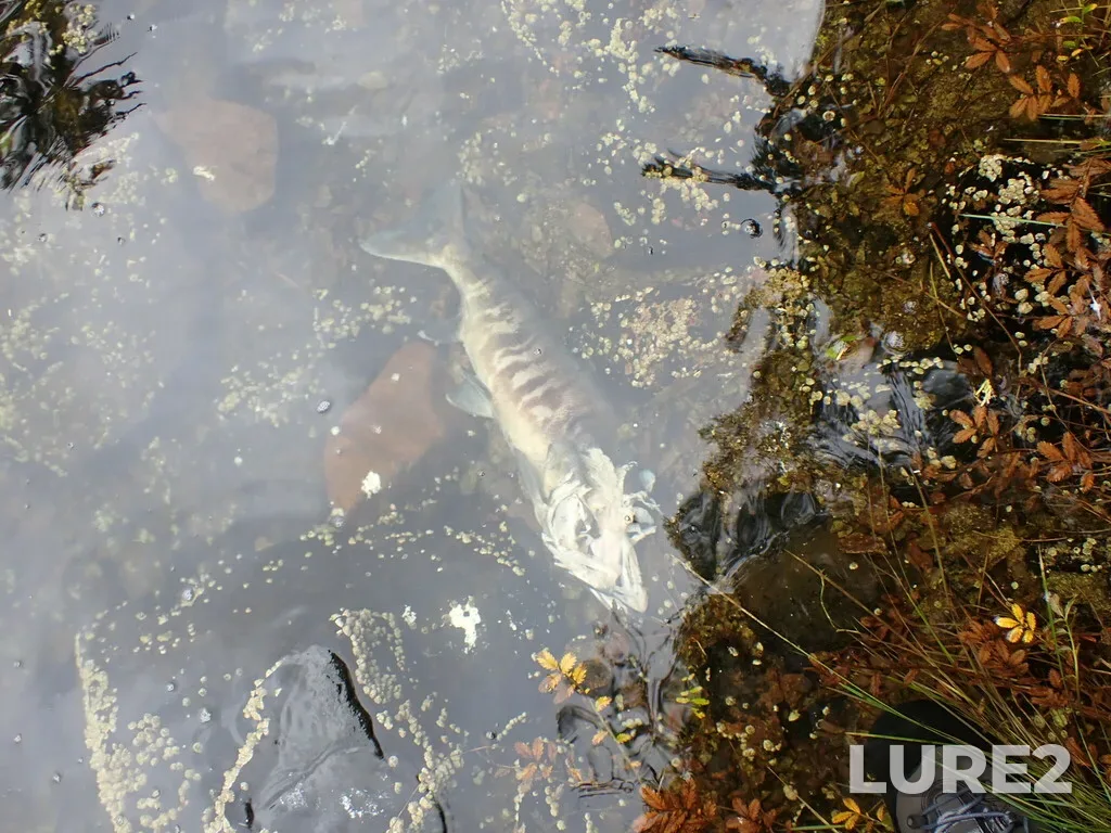 Chum salmon — Kakushdish Harbour, Sep 13, 2024, 10:01 AM