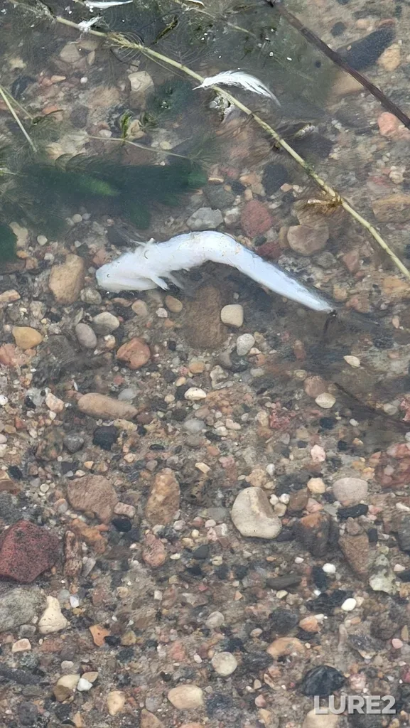 Burbot — Waskesiu Lake, Sep 18, 2024, 10:41 AM