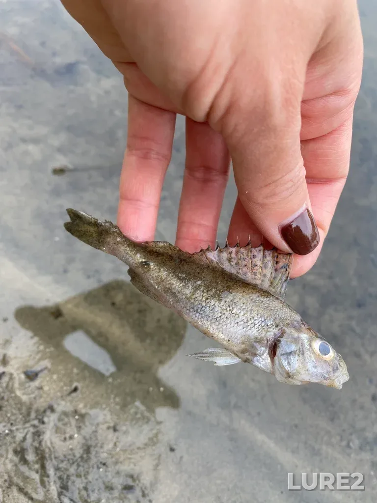 Ruffe — Desna, Sep 18, 2024, 3:21 PM