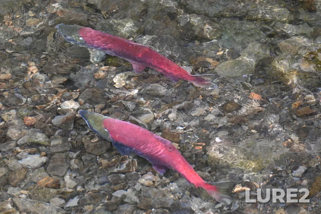 Sockeye salmon — Klukshu Lake, Sep 12, 2024, 3:53 PM