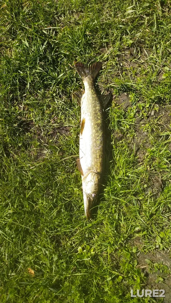 Pike — Nizhneye Pachozero, Jul 03, 2024, 9:24 AM