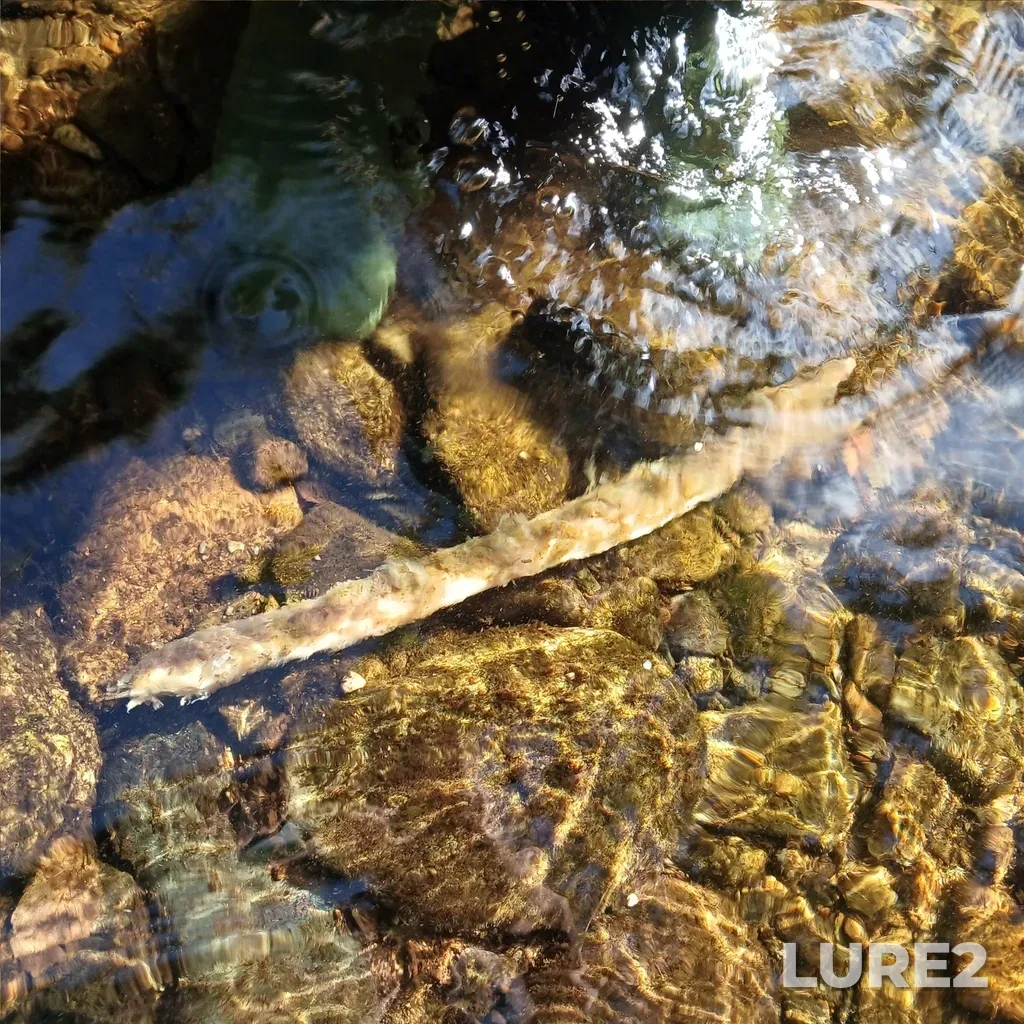 European eel — Little Southwest Miramichi River, Sep 20, 2024, 4:44 PM