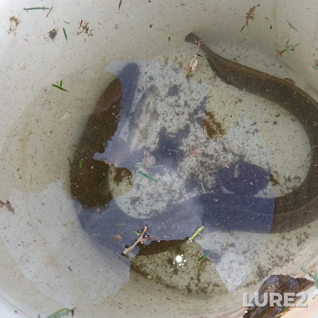 European eel — Little Southwest Miramichi River, Sep 21, 2024, 3:17 PM