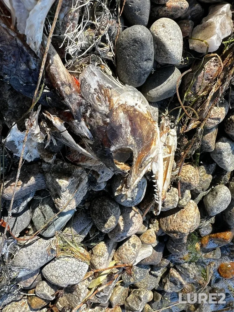 Sockeye salmon — Osoyoos Lake, Sep 20, 2024, 4:29 PM
