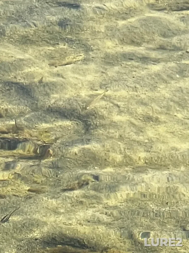 Smallmouth bass — Osoyoos Lake, Sep 20, 2024, 3:55 PM