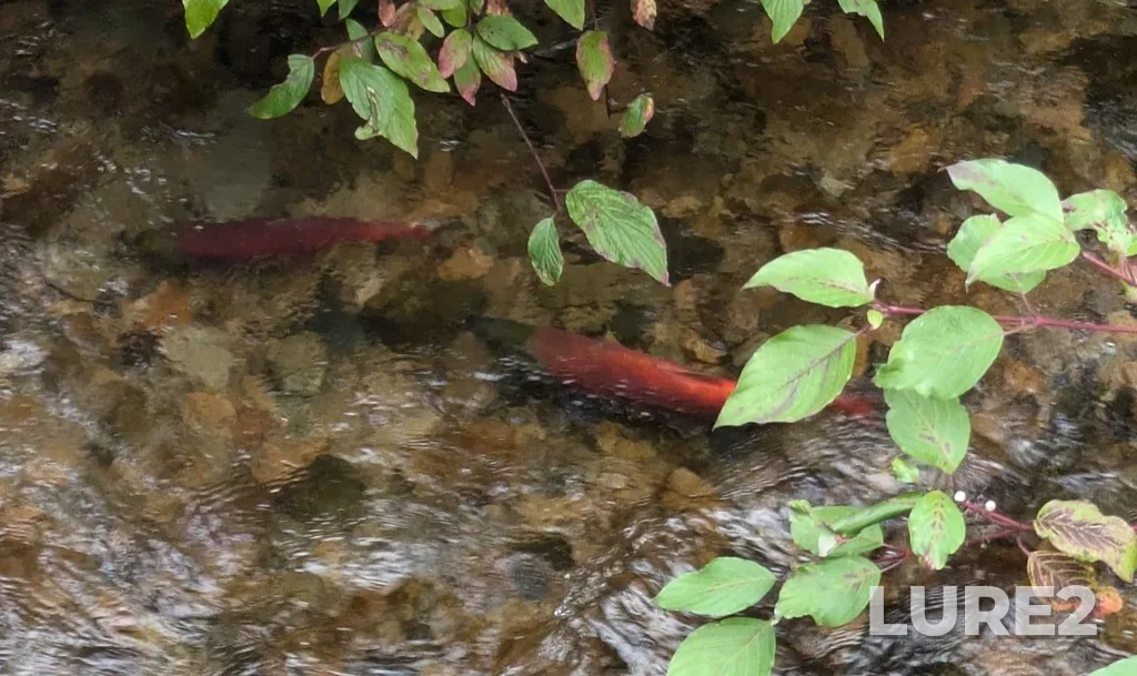 Sockeye salmon — Okanagan Lake, Sep 22, 2024, 11:02 AM