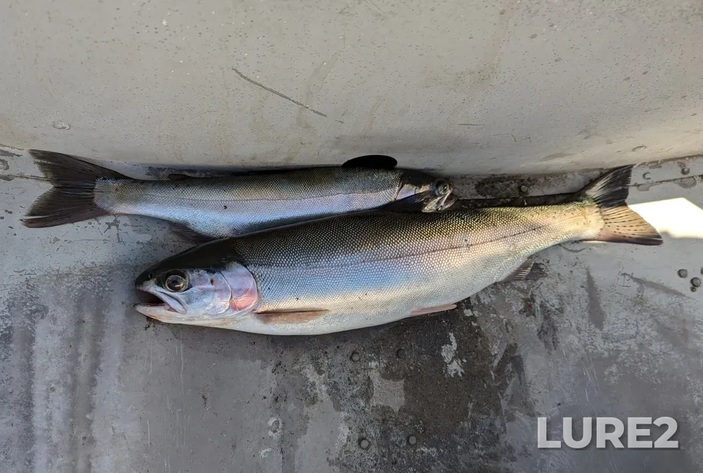 Rainbow trout — Stake Lake, Sep 23, 2024, 11:50 AM