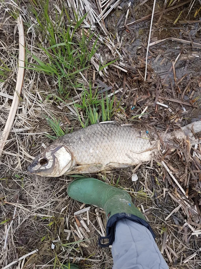 Carp — McLaughlin Bay, Apr 30, 2019