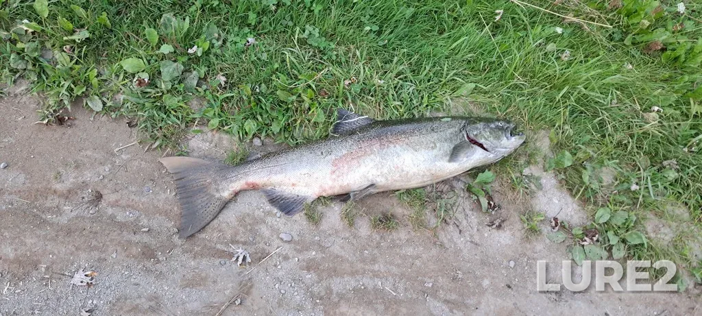 Chinook salmon — Credit River, Aug 27, 2024, 7:22 PM