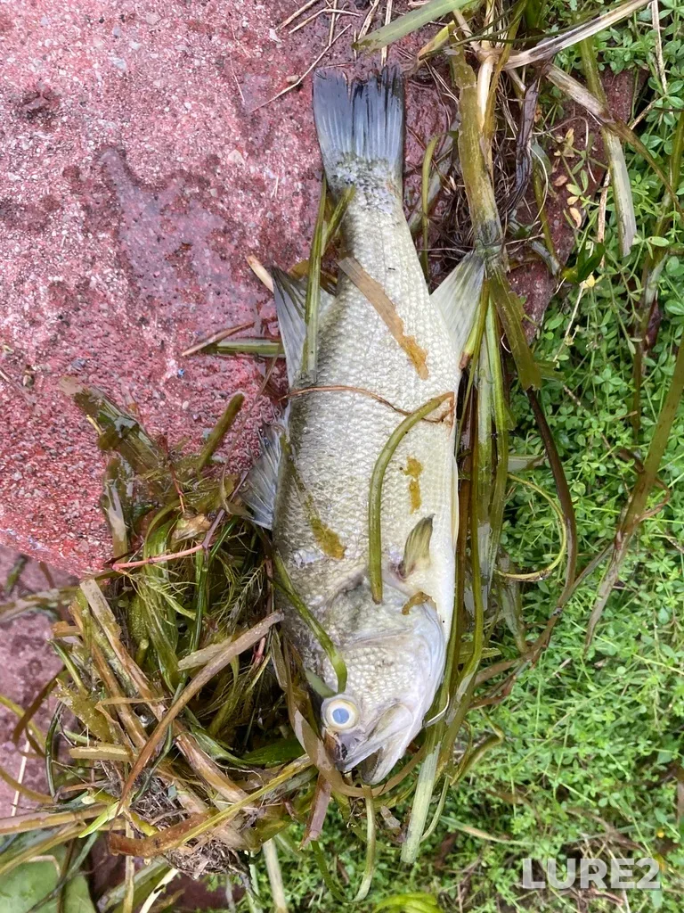 Largemouth bass — Buckhorn Lake, Sep 24, 2024, 7:46 AM