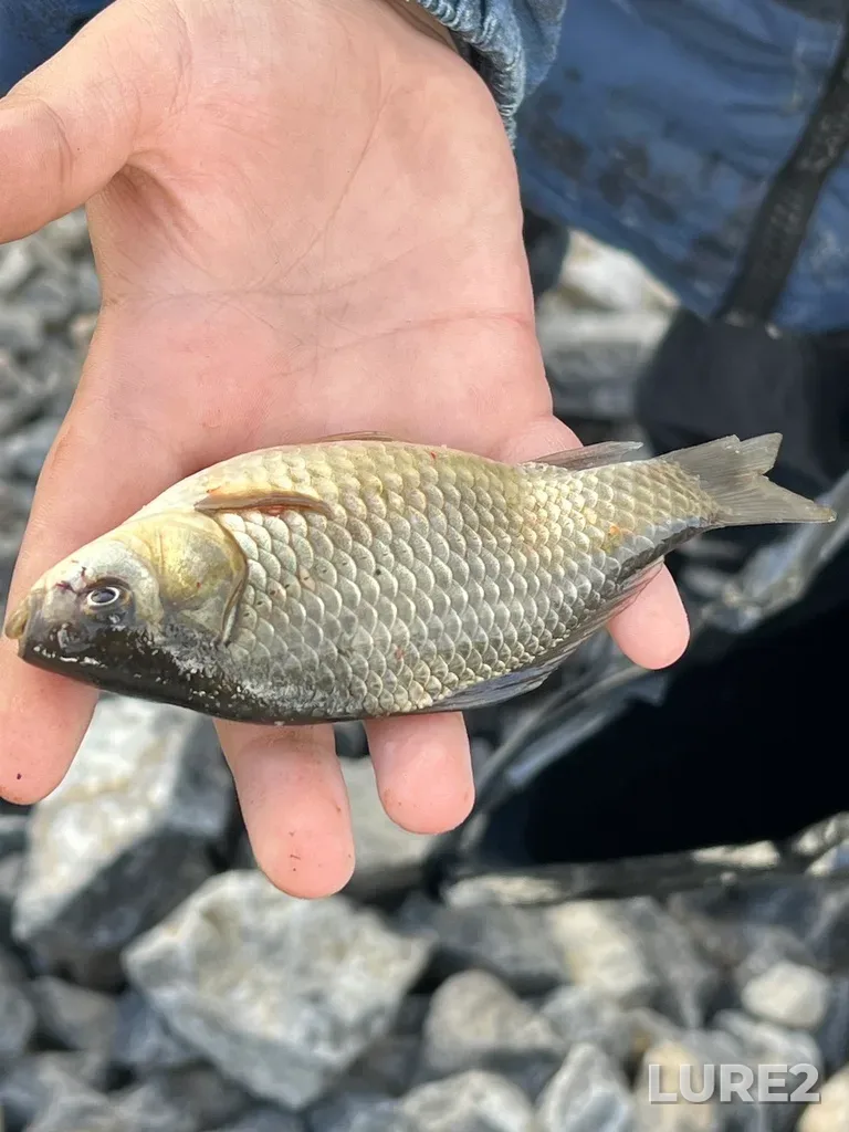 Crucian carp — Tura, Sep 26, 2024, 2:21 PM
