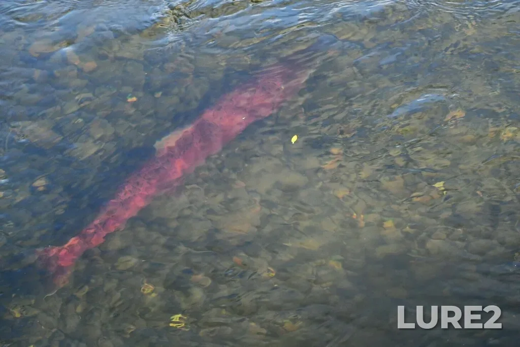 Chinook salmon — Mayo River, Aug 23, 2024, 11:15 AM
