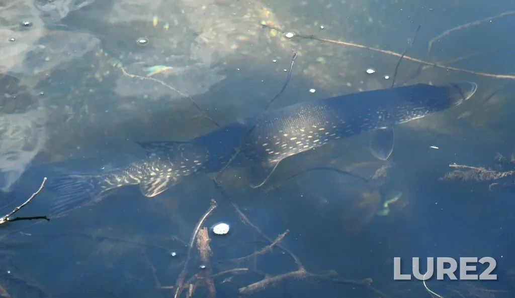 Pike — Mayo River, Aug 23, 2024, 1:21 PM