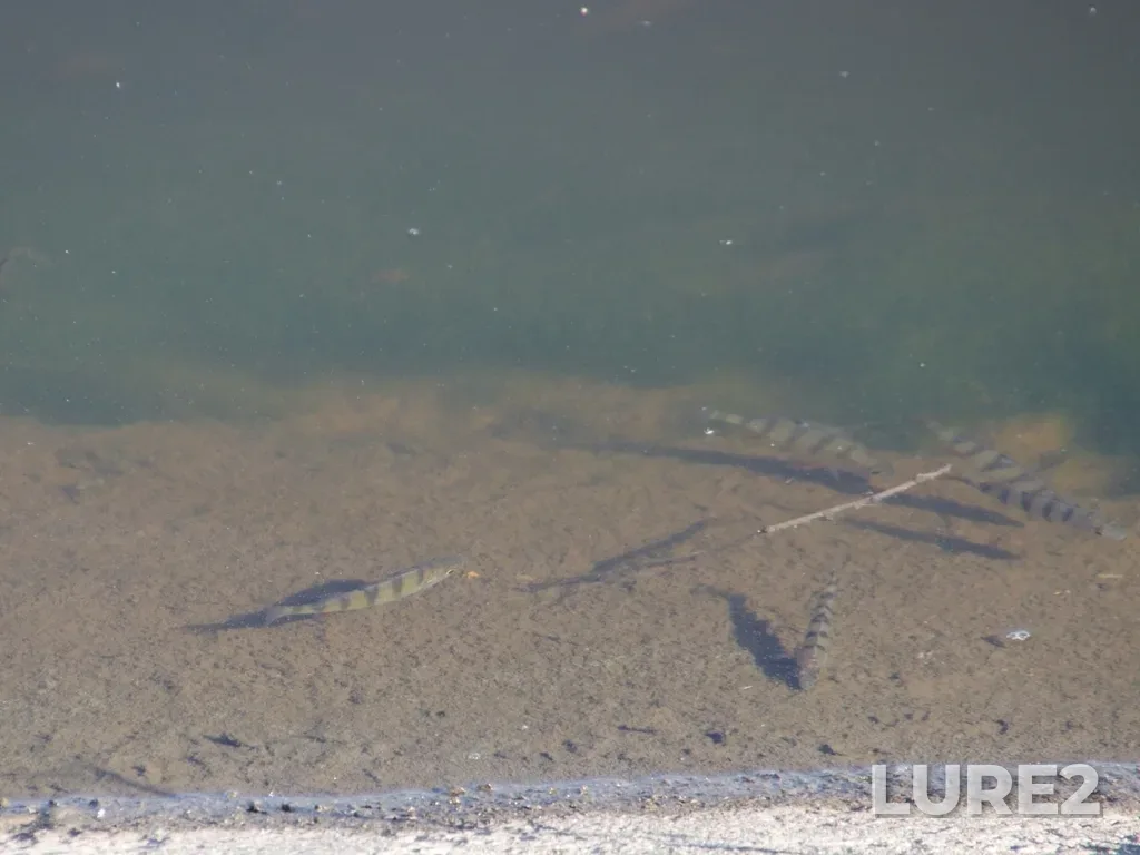 Perch — Kusa, Sep 27, 2024, 10:22 AM
