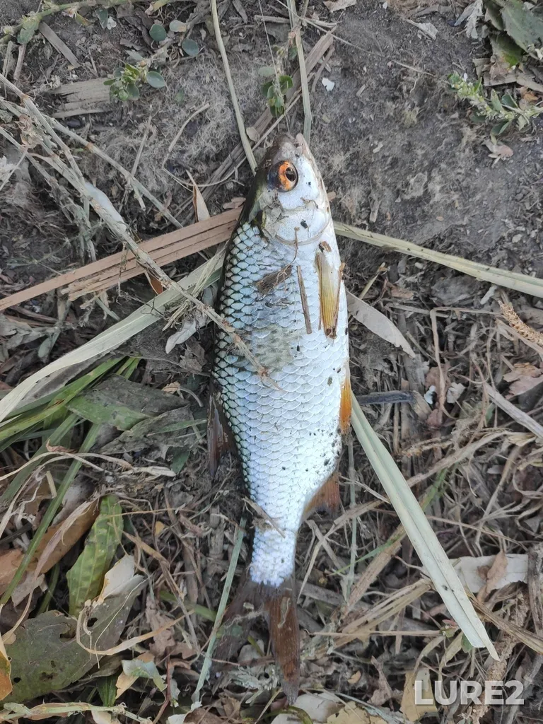 Roach — Malyy Koysug, Sep 29, 2024, 7:08 AM