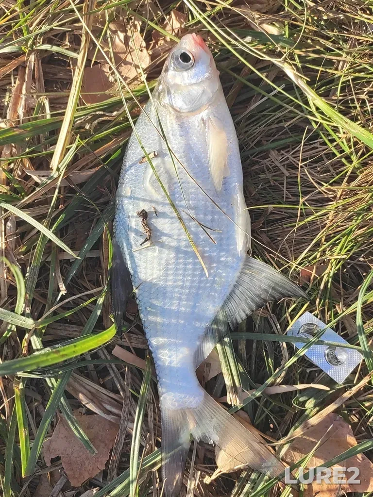 Bream — Malyy Koysug, Sep 29, 2024, 7:45 AM