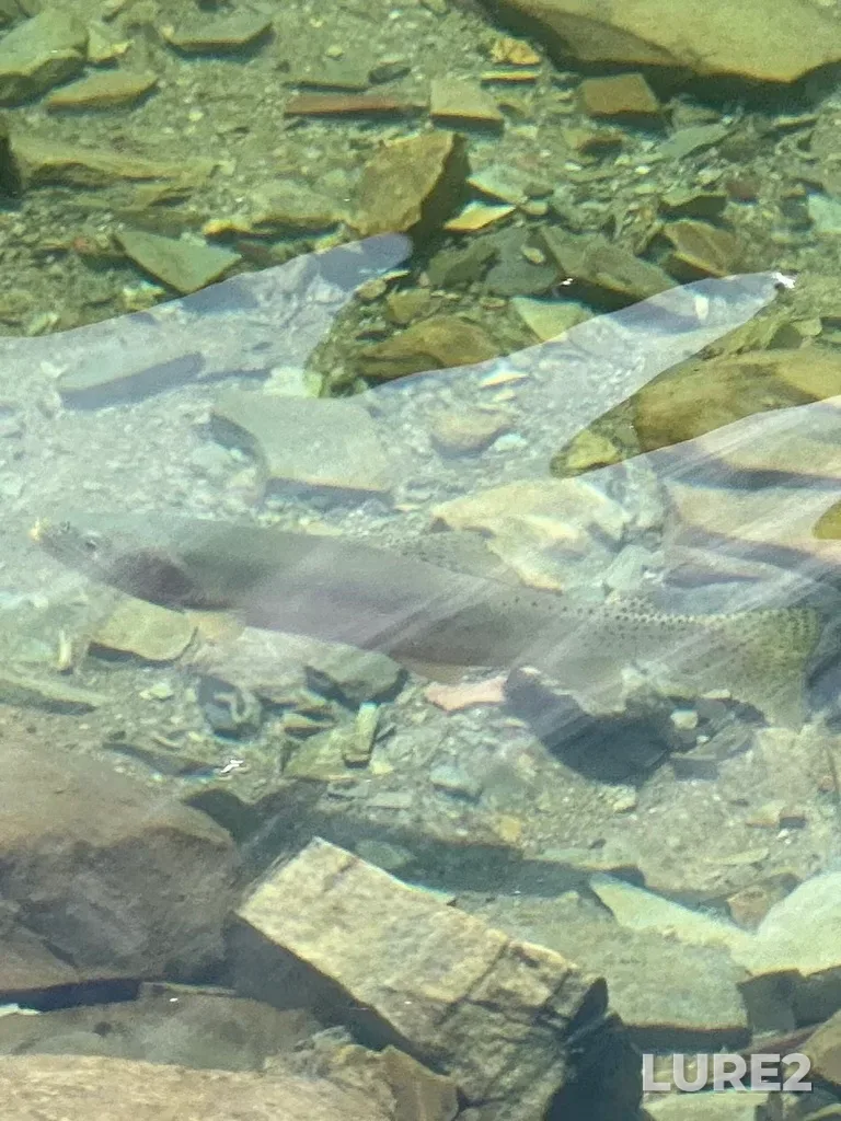Cutthroat trout — Crypt Lake, Sep 28, 2024, 2:21 PM