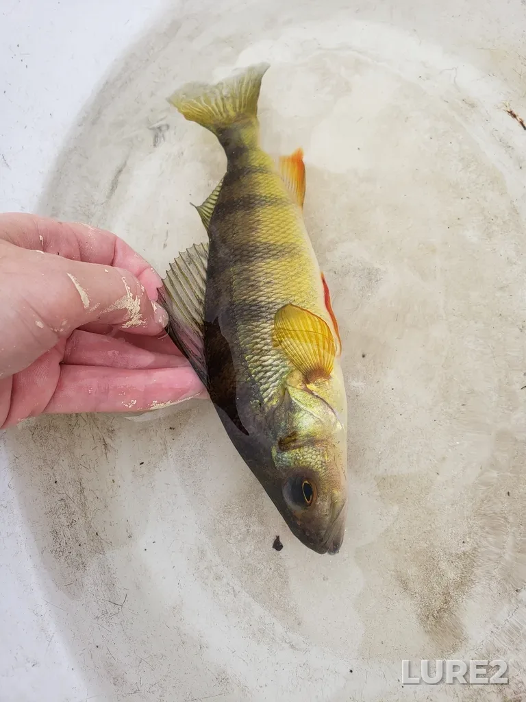 Yellow perch — Rivière Ouareau, Sep 27, 2024, 4:53 PM