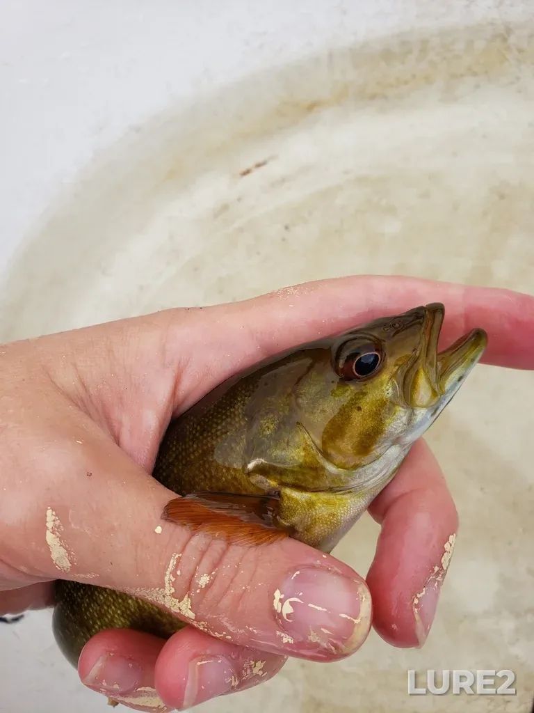 Smallmouth bass — Rivière Ouareau, Sep 27, 2024, 5:22 PM
