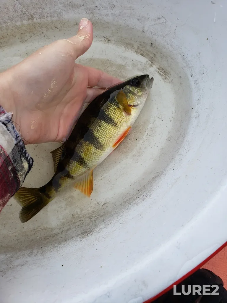 Yellow perch — Rivière Ouareau, Sep 27, 2024, 5:40 PM
