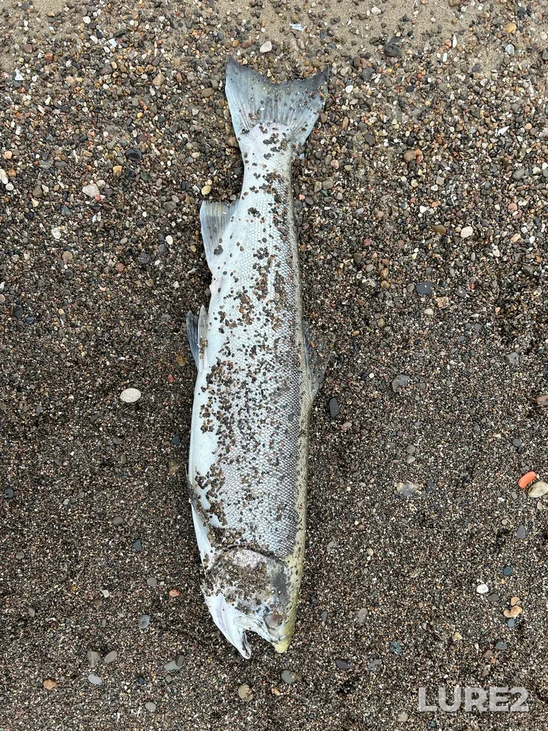Rainbow trout — Sanctuary Pond, Sep 29, 2024, 11:01 AM