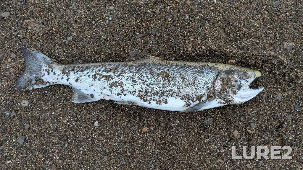 Rainbow trout — Sanctuary Pond, Sep 29, 2024, 11:02 AM