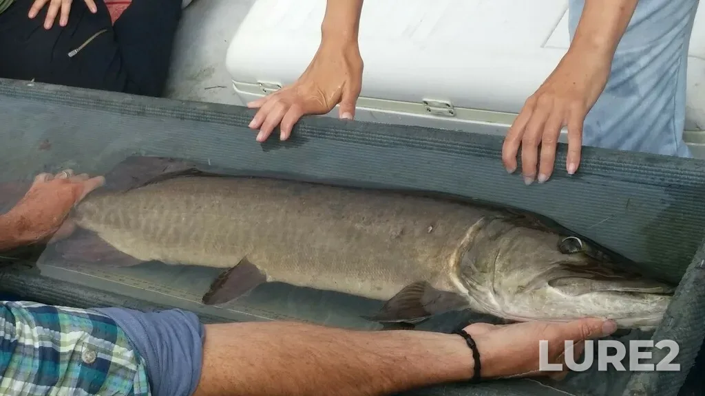 Muskellunge — Dow's Lake, Oct 01, 2024, 2:29 PM
