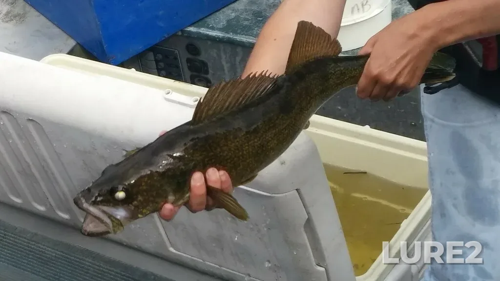 Walleye — Dow's Lake, Oct 01, 2024, 2:30 PM