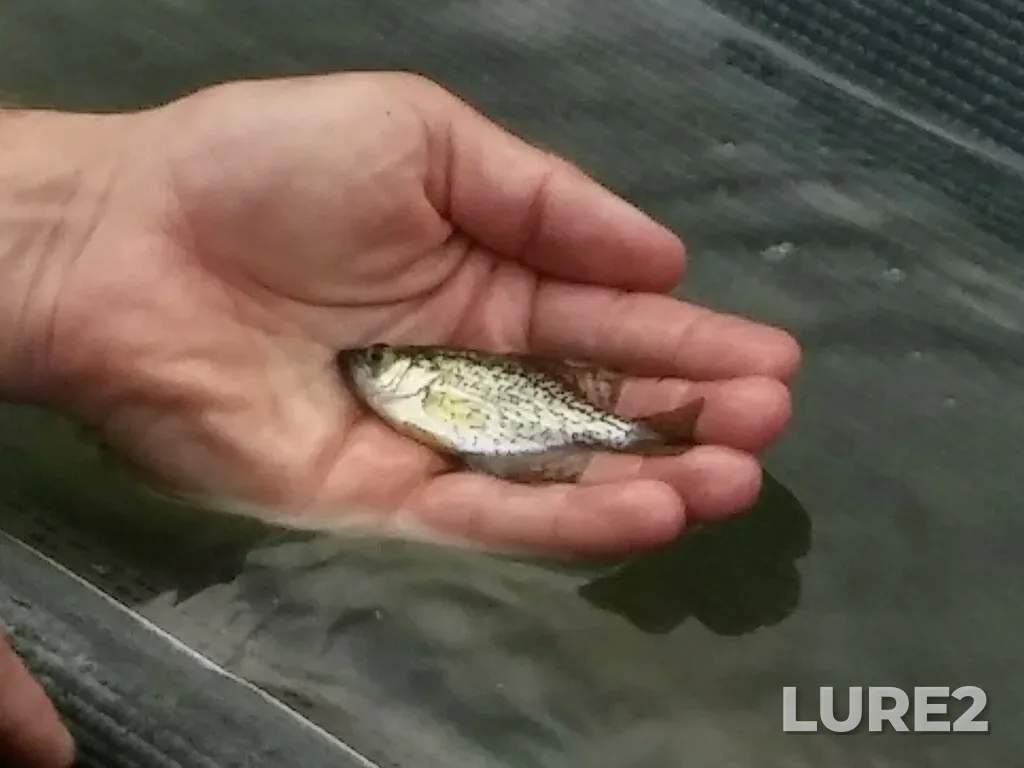 Black crappie — Dow's Lake, Oct 01, 2024, 2:42 PM
