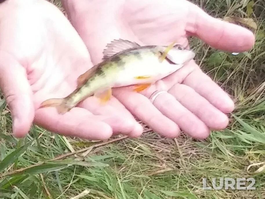 Yellow perch — Dow's Lake, Oct 01, 2024, 3:32 PM
