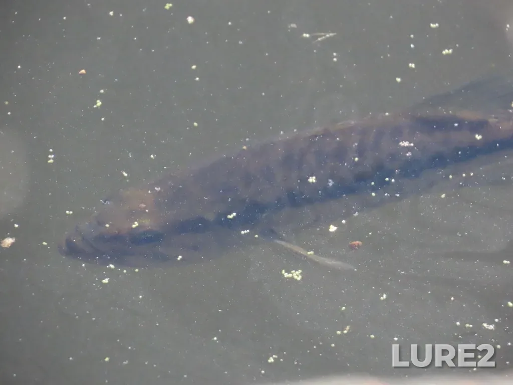 Largemouth bass — Tiessen Channel, Oct 03, 2024, 2:05 PM