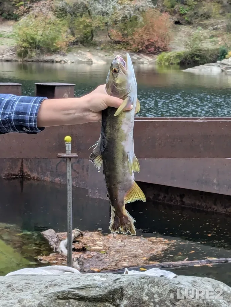 Pink salmon — Nanaimo River, Oct 05, 2024, 2:53 PM